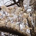 上海市内の桜4