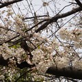 上海市内の桜5