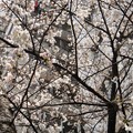 写真: 上海市内の桜6