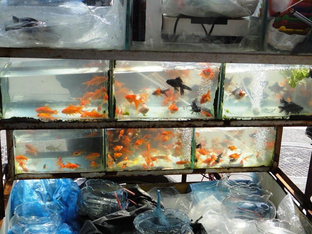 写真: 交差点の金魚売りの金魚