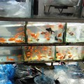 写真: 交差点の金魚売りの金魚