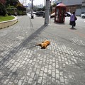 写真: 交差点前　寝る犬