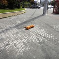 写真: 交差点前で寝る犬