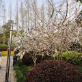 写真: 衛山公園　桜１