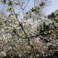 衛山公園　桜３