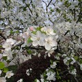 写真: 衛山公園　桜４