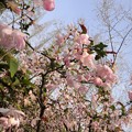 衛山公園　桜８