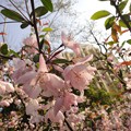 写真: 衛山公園　桜９