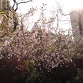 写真: 衛山公園　桜１０