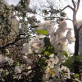 写真: 衛山公園　桜１１