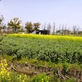 写真: 松江の田舎の菜の花