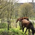 松江の田舎の馬達