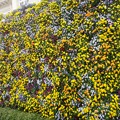 南京西路　壁の花
