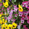 写真: 南京西路　壁の花達２