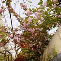 道路に飛び出てる桜
