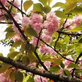 写真: 道路に飛び出てる桜UP1