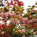 写真: 桜と紅葉？