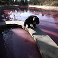 写真: 青島　変色した人工池 (2)