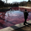 写真: 青島　変色した人工池 (4)