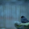 Day 4: A blackbird in Grasmere - グラスミアのクロウタドリ
