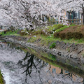 行屋川の桜