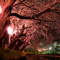 行屋川の夜桜