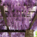 昭和記念公園のフジの花