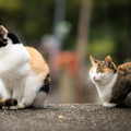 写真: 伏見稲荷の猫ちゃんたち