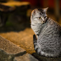 写真: 伏見稲荷の猫ちゃん