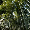 写真: 竹やぶ