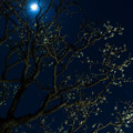 写真: 月夜の梅