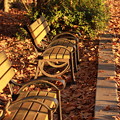 写真: 落ち葉のベンチ