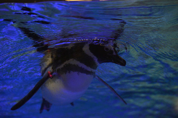 写真: トンボマゼランペンギン