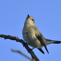 Photos: 鳥撮り納めのニシオジロさん-3