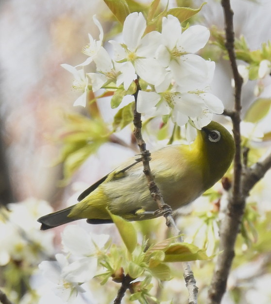 Photos: メジロ-桜に