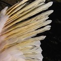 写真: 新しい羽根　（手羽先からの再生）