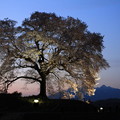わに塚の桜~夕暮れ時