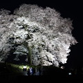 写真: わに塚の桜~ライトアップ~おまけ
