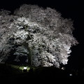 写真: 闇夜に浮かぶ、わに塚の桜