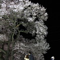写真: わに塚の桜と月