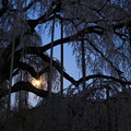 写真: 月あかりと慈雲寺のイトザクラ