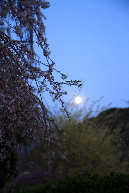 写真: 満月と慈雲寺のイトザクラ