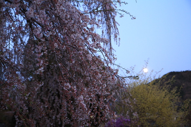 写真: 満月と慈雲寺のイトザクラ