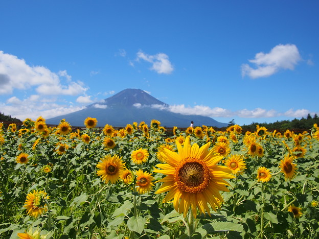 花の都公園のひまわりと富士山