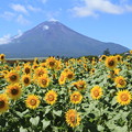 写真: 花の都公園のひまわりと富士山