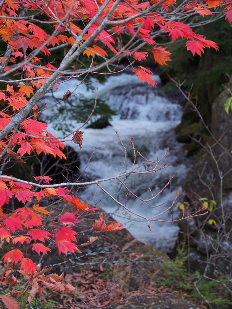 紅葉と川の流れ