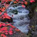 写真: 紅葉と川の流れ