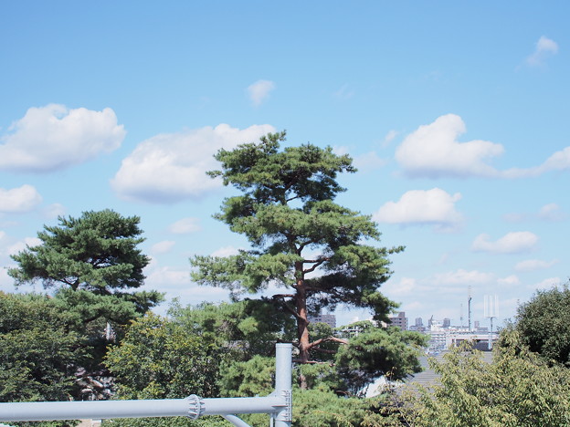 写真: SIGMA30mm f2.8試し撮り いつもの景色 秋空と雲と木