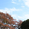 快晴の空と稲荷山公園の木々