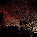 写真: 夜桜スナップ